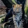 Mláďata levhartů mandžuských, když jim byly čtyři měsíce. Foto: Petr Hamerník, Zoo Praha