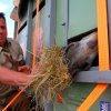 Chovatelé se o koně po celou dobu cesty pěčlivě starali. Foto Zoo Praha