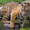 Foto: Tomáš Adamec, Zoo Praha