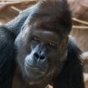 Slavnostní předávání Cen Richard. Foto: Václav Šilha, Zoo Praha