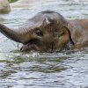 Vodní hrátky tunového mláděte slona indického Sity v Zoo Praha. Foto: Petr Hamerník, Zoo Praha 