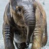 Vodní hrátky tunového mláděte slona indického Sity v Zoo Praha. Foto: Petr Hamerník, Zoo Praha 