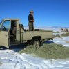 Rangeři dokrmují převaláky senem. Foto: Ganbaatar
