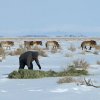 Dokonce i jindy mimořádně plaché harémy přichází v době krmení do bezprostřední blízkosti a lze je zkontrolovat. Foto: Ganbaatar