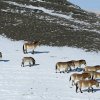 Letošní zima byla poměrně mírná. Foto: Ganbaatar