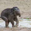 Maxmilián v Údolí slonů. Foto: Václav Šilha, Zoo Praha