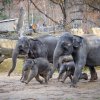 Slonice Tamara a Janita se svými slůňaty. Foto: Jana Myslivečková, Zoo Praha