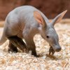 Mládě hrabáče kapského Nyota. Foto: Petr Hamerník, Zoo Praha