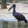 Zejozob africký. Foto: Václav Šilha, Zoo Praha