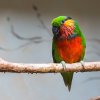 Loríček rudobradý. Foto: Václav Šilha, Zoo Praha
