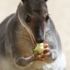 Klokan Hagenův. Foto: Petr Hamerník, Zoo Praha