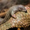 Odchov samičky luskouna krátkoocasého Šišky je zásadní nejenom proto, že byl spojen s řadou úskalí, ale také z toho důvodu, že jde o první mládě těchto jedinečných šupinatých savců odchované v Evropě. Foto Petr Hamerník, Zoo Praha