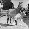 První hříbě koně Převalského se v Zoo Praha narodilo 21. března 1933. Zakladateli chovu se stali hřebec Alki a klisna Minka. Zdroj: Archiv Zoo Praha