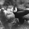 Připomínku prvního přirozeného odchovu kondora andského naleznou lidé dodnes například ve vizuální identitě Zoo Praha: V logu zahrady symbolizuje tyto ptáky červená stopa. Zdroj: Archiv Zoo Praha