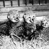 Pražská zoo chová gepardy od roku 1933, první mláďata se podařilo odchovat v roce 1972. Samice Brita se tehdy hned napoprvé projevila jako vzorná matka a v průběhu let porodila celkem 27 potomků. Foto Zdeněk Veselovský, Zoo Praha