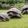 Želvy spořádaně pochodují do výběhu. Foto: Petr Hamerník, Zoo Praha