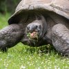 Čerstvá tráva je pro želvy lahůdkou. Foto: Petr Velenský, Zoo Praha