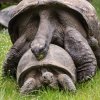 Některá zvířata dají přednost krmení, jiná pokusům o páření a najdou se i jedinci, kteří obě aktivity spojí do jedné. Foto: Petr Hamerník