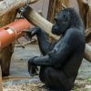 Gorilám, které rády vybírají potravu z různých skrýší, uděláme určitě radost novým krmným hlavolamem. Foto: Petr Hamerník, Zoo Praha