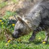 Hyena čabraková musela přijít na to, jak vytáhnout kousky masa z proutěné koule. Foto: Petr Hamerník, Zoo Praha