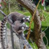 Velikonoční nadílka proběhla i na Ostrově lemurů. Pomlázky chovatelé potřeli přesnídávkou. Foto: Petr Hamerník, Zoo Praha