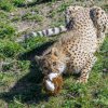 Proutěnou kouli pro gepardy chovatelé naplnili králičími kožkami. Foto: Petr Hamerník, Zoo Praha