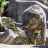 Sloni (na snímku mladší slůně Rudi) se radovali z megapomlázek ozdobených pampeliškami. :-) Foto: Petr Hamerník, Zoo Praha