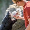 Forma na velikonočního beránka posloužila chovatelům k výrobě speciální sváteční zmrzliny ze sleďů a šprotů. Lachtanu Melounovi ji předal vrchní chovatel Jakub Mezei. Foto: Petr Hamerník, Zoo Praha