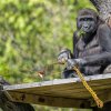 Mladý gorilí samec Nuru s pomlázkou. Foto: Petr Hamerník, Zoo Praha