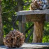 Samec tygra malajského Johann větší část velikonoční nadílky slastně prospal. :-) Foto: Petr Hamerník, Zoo Praha