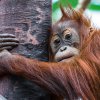 Diri oslaví své třetí narozeniny. Petr Hamerník, Zoo Praha