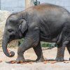 Sloní slečna Sita je prvním slůnětem narozeným v Zoo Praha. Petr Hamerník, Zoo Praha