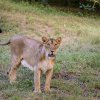 Nejnápadnějším znakem, který odlišuje lva indického od jeho afrických příbuzných, je výrazná kožní řasa na břiše. Foto: Roman Vodička, Zoo Praha