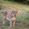 The most noticeable feature to distinguish Asiatic lions from their African relatives is the distinctive fold of skin on their bellies. Photo: Roman Vodička, Prague Zoo