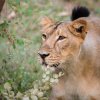 Lvi indičtí bývali kdysi rozšíření na velkém území Asie, dnes však obývají jen malou oblast severozápadní Indie. Foto: Roman Vodička, Zoo Praha