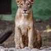 Tři vzácní lvi indičtí do Prahy přiletěli z indické Zoo Sakkarbaug, která je nejúspěšnějším chovatelským zařízením lva indického na světě.  Foto: Miroslav Bobek, Zoo Praha