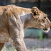 Vzácným lvům indickým se v Zoo Sakkarbaug daří – žije jich zde více než 50.  Foto: Miroslav Bobek, Zoo Praha