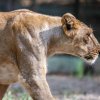 More than 50 Asiatic lions live in the Sakkarbaug Zoo.  Photo: Miroslav Bobek, Prague Zoo