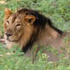 The Asiatic lion’s mane usually does not extend over the shoulders and does not hide its ears.  Photo: Jaroslav Šimek, Prague Zoo