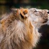 As a lion born back in India, Jamvan is genetically very valuable to the European breeding efforts. Photo: Miroslav Bobek, Prague Zoo