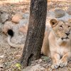 Poznávacím znamením Suchi je tmavá ploška holé kůže těsně nad nosem. Foto: Jaroslav Šimek, Zoo Praha