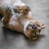 Jamvan, Ginni and Suchi got accostumed to their new home very quickly. Especially the lionesses soon behaved as if they had lived in Prague Zoo since their birth.  Photo: Petr Hamerník, Prague Zoo