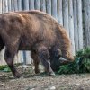 Zubr. Foto: Václav Šilha, Zoo Praha