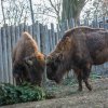 Zubr. Foto: Václav Šilha, Zoo Praha