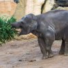 Sloni indičtí a vánoční stromky. Foto: Václav Šilha, Zoo Praha
