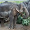 Sloni indičtí a vánoční stromky. Foto: Václav Šilha, Zoo Praha