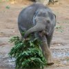 Sloni indičtí a vánoční stromky. Foto: Václav Šilha, Zoo Praha