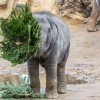 Sloni indičtí a vánoční stromky. Foto: Václav Šilha, Zoo Praha