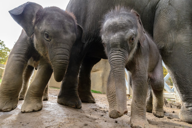 Obě letošní slůňata jsou velmi živá a zvídavá. Foto: Petr Hamerník, Zoo Praha