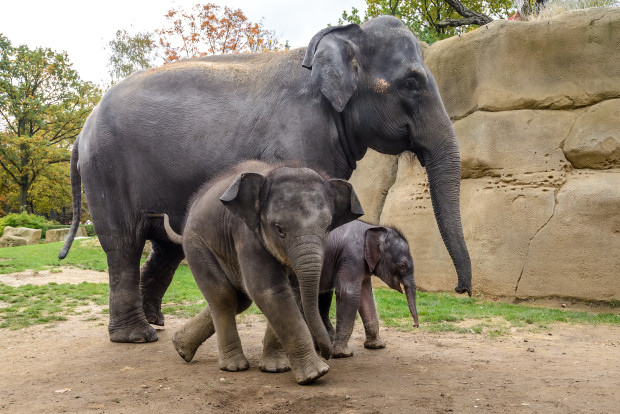Půlroční Maxmilián a dvoutýdenní sloní sameček s matkou Tamarou. Foto: Petr Hamerník Zoo Praha